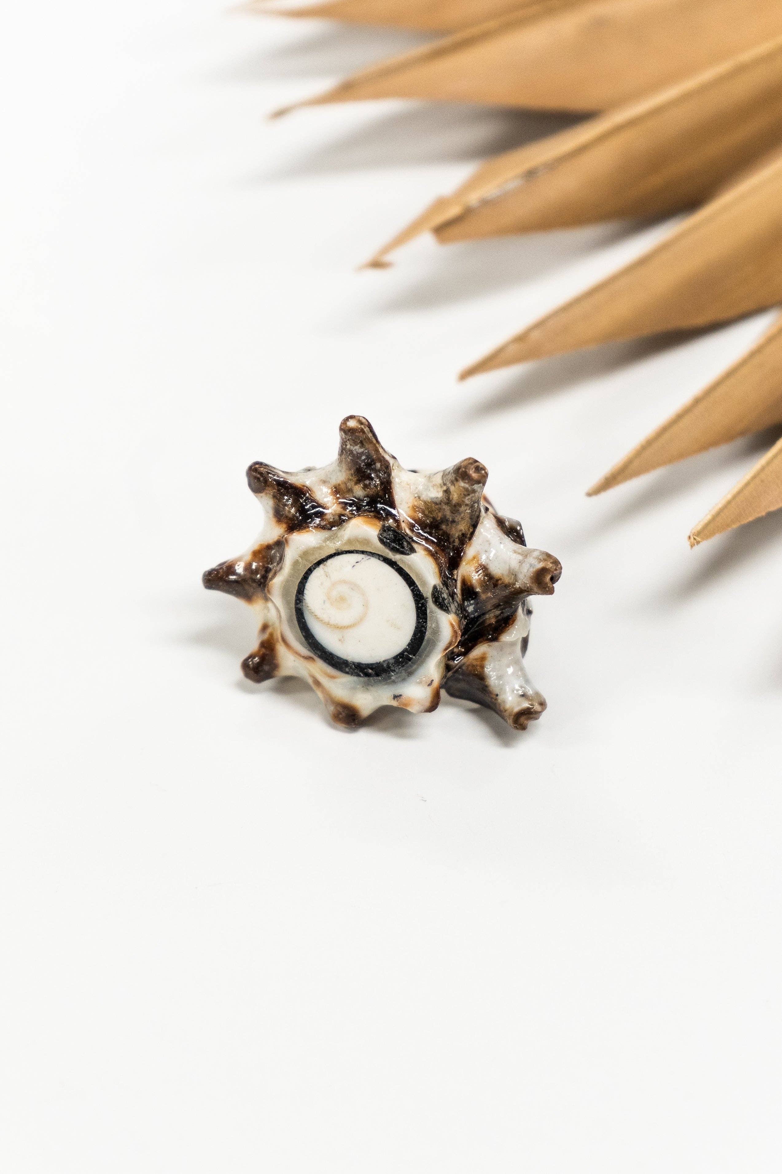Bali Shell Rings