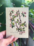 Botanical Art Plantable Greeting Card MVW14 on handmade seed paper — Mary Vaux Walcott watercolor design